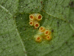 Puccinia iridis