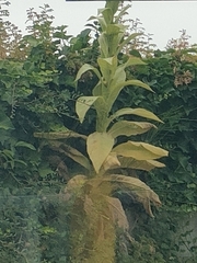 Verbascum