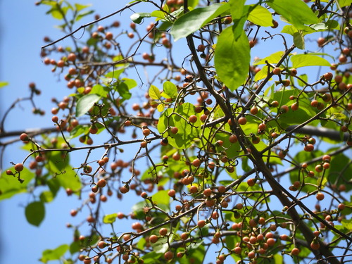 Cordia dichotoma iNat (2)
