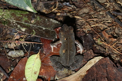 Incilius aucoinae