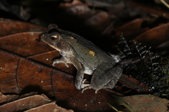 Incilius aucoinae