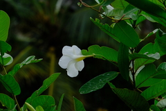 Rhabdadenia biflora
