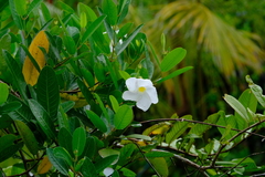 Rhabdadenia biflora