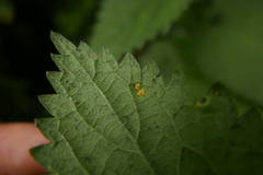 Puccinia iridis