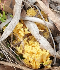 Ramaria lorithamnus