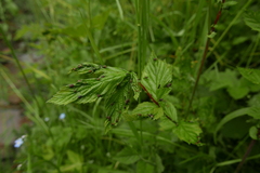 Dasineura ulmaria