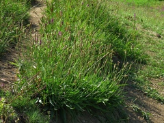 Plantago altissima
