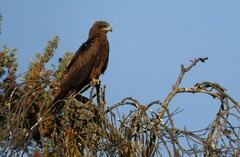 Milvus migrans migrans