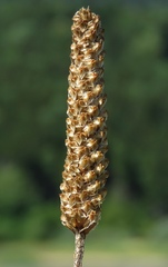 Plantago altissima