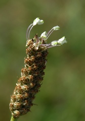Plantago altissima
