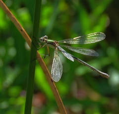 Chalcolestes viridis