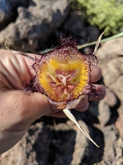Calochortus fimbriatus