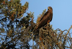 Milvus migrans migrans