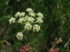 Peucedanum coriaceum