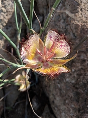 Calochortus fimbriatus