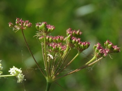 Peucedanum coriaceum