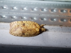 Agonopterix thelmae