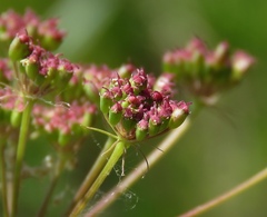 Peucedanum coriaceum