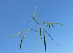 Peucedanum coriaceum