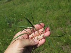 Peucedanum coriaceum