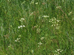 Peucedanum coriaceum