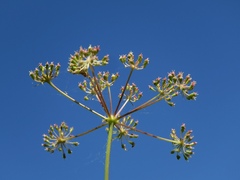 Peucedanum coriaceum