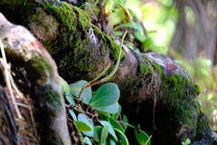 Peperomia obtusifolia
