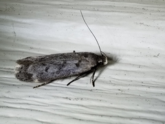 Anacampsis