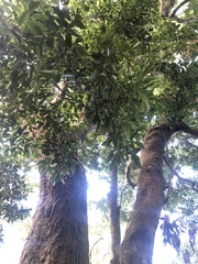 Beilschmiedia erythrophloia