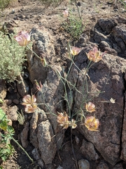 Calochortus fimbriatus