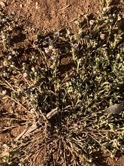 Helichrysum argyrosphaerum