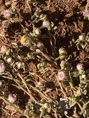 Helichrysum argyrosphaerum