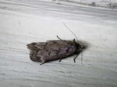 Anacampsis