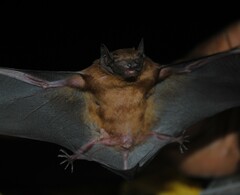 Philetor brachypterus