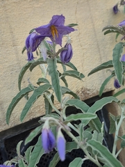 Solanum elaeagnifolium