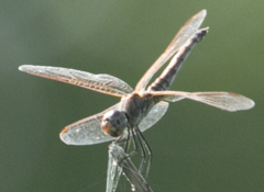 Trithemis annulata