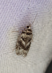 Lichenaula onychotypa