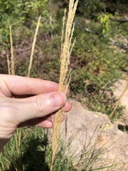 Triodia stenostachya