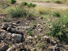 Calochortus fimbriatus