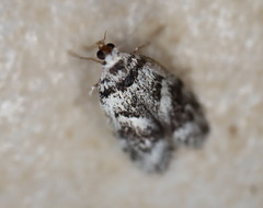 Lichenaula onychotypa