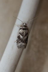 Lichenaula onychotypa