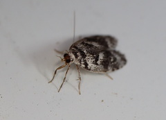 Lichenaula onychotypa