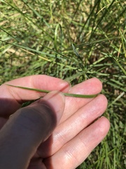 Triodia stenostachya