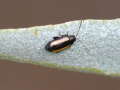 Phyllotreta nemorum