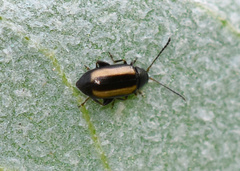 Phyllotreta nemorum