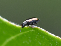 Phyllotreta nemorum