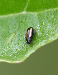 Phyllotreta nemorum