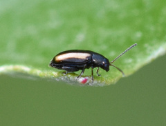 Phyllotreta nemorum