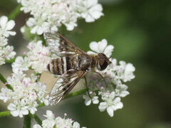 Thyridanthrax elegans