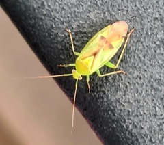 Neolygus contaminatus